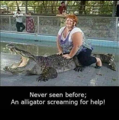 gator