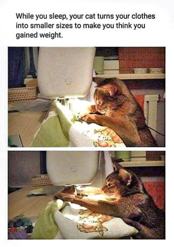 cats sews