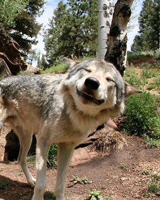 tumblr_oaqcf0aB1i1rwcfrqo1_400