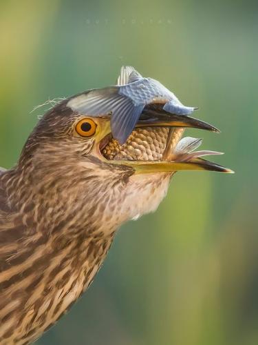 241950132_348081163409201_49995120481047757_n