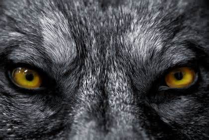 black wolf face