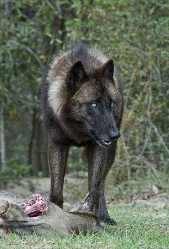 919d33360722948934f20be98020e0b0