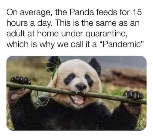 pandemic panda