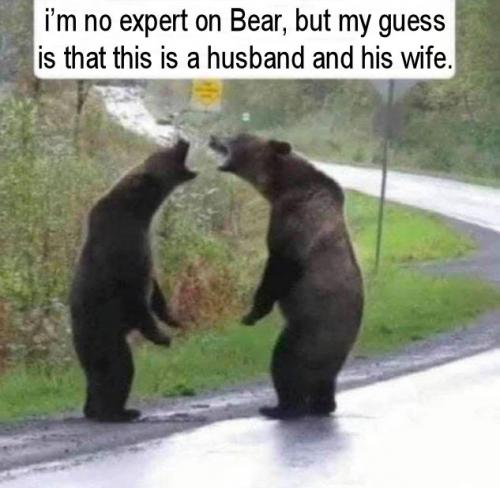 im no expert on Bear