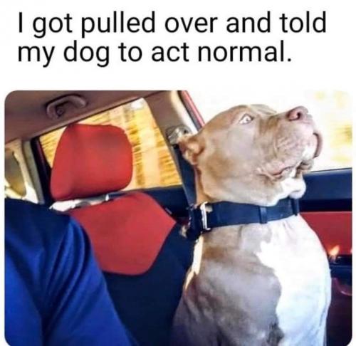 dog act normal