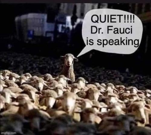 sheep_quieting_fauci