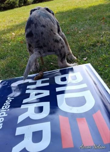biden dog shit