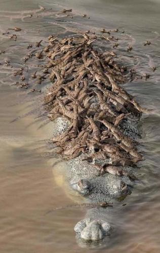 61605160_10211061783820687_2087642530089795584_n