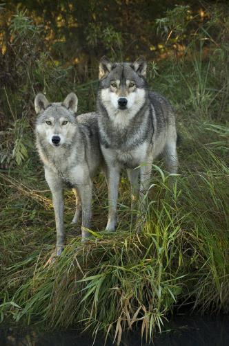 16-timber-wolf-canis-lupus-carol-gregory