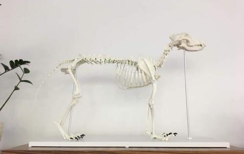 🇬🇧  e-Ruffian.com Staffordshire Bull Terrier  
🇺🇸