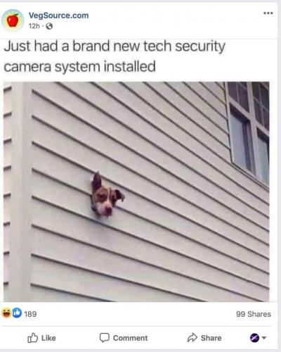 dog security cam