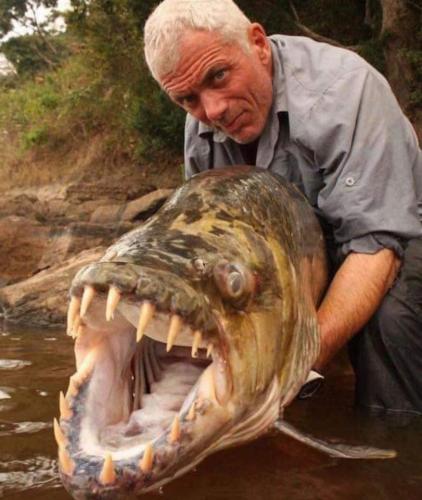 tigerfish