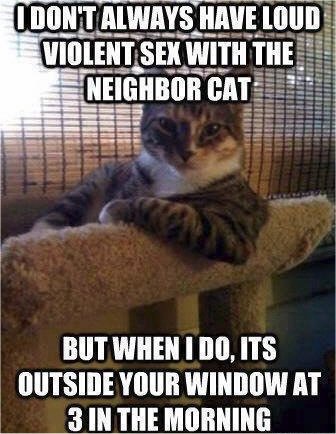 cat sex