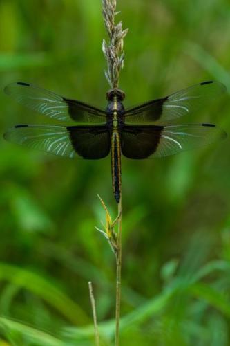 tumblr_ogp6wdQePA1tqvymxo1_540