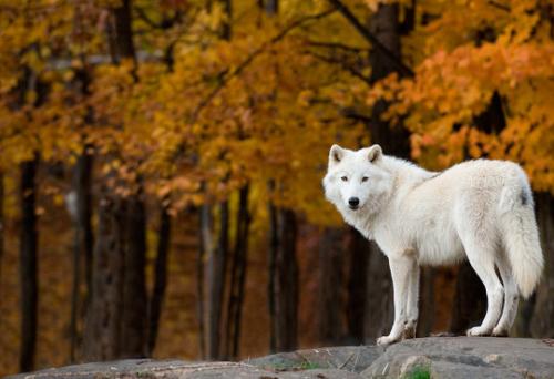 tumblr_lb7wjck5ab1qapwp3o1_540