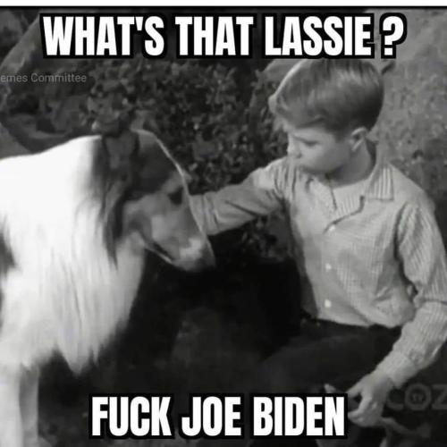 lassie fjb