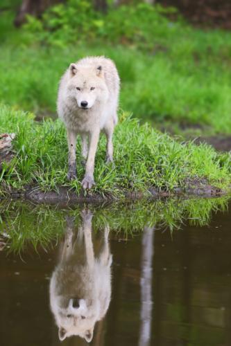 tumblr_n4keh4IKrC1qargfho1_540