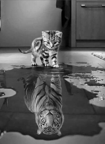 tumblr_2a13e910bf44c433bd3e81f8e99b447d_c749908f_500