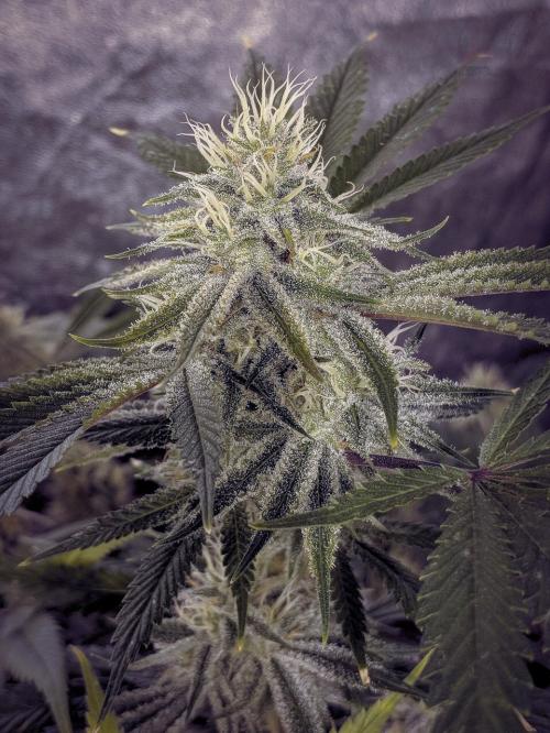 16:36:01 GMT-0700 (PDT).image