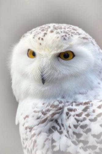 tumblr_py1yjyFUfN1rd8524o1_540