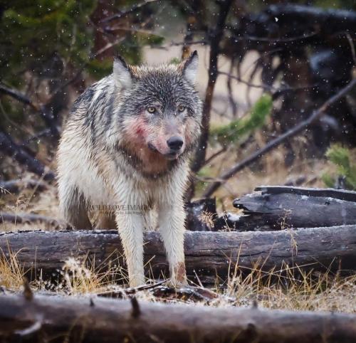 247100211_1813494675516667_1842731274585783808_n