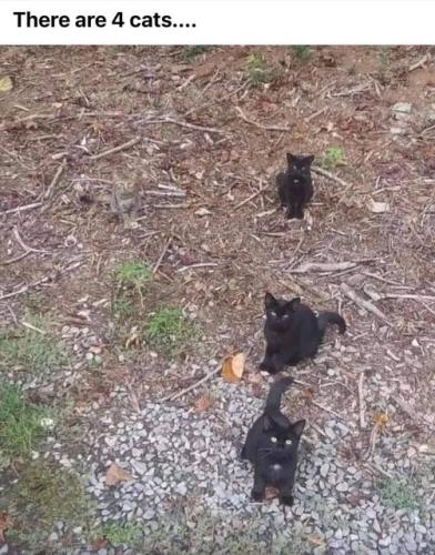 four_cats