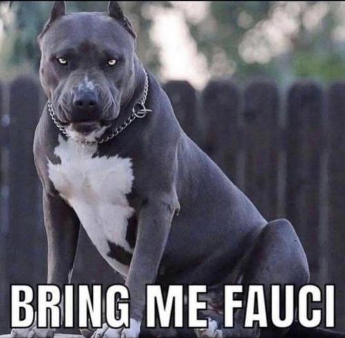 bring_me_fauci