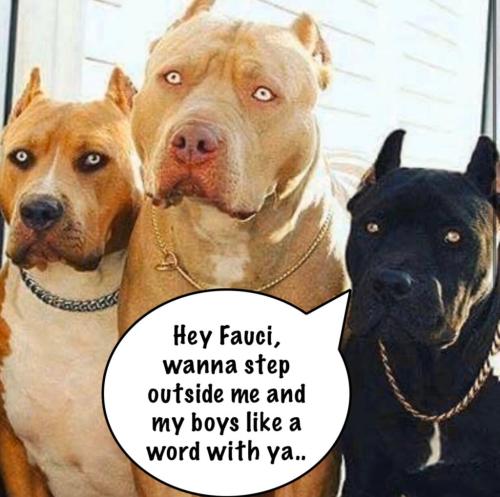 image_1635335079.001