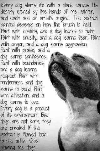 22406472_539312299747806_1419788358554046459_n