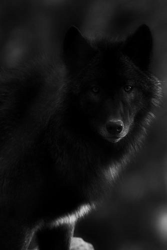 tumblr_9a69539fcaca82259efe10324612814f_910b8594_500