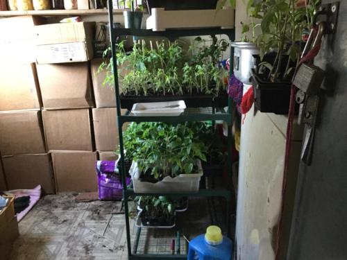 Back porch hot bedding of tomato plants