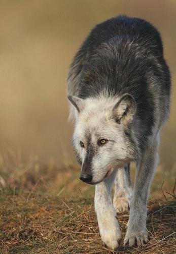 tumblr_e9880526c7cce2c6949fcdc181aa35c6_0f1eba5d_500