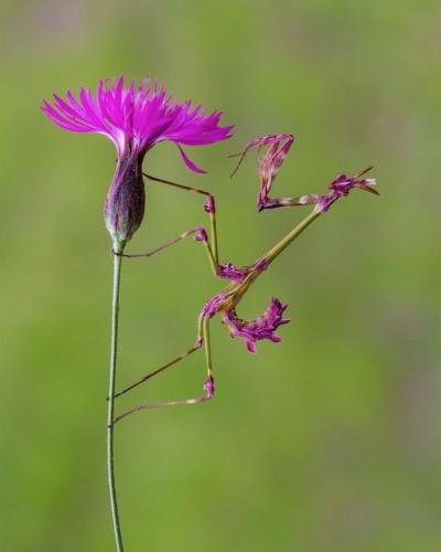 242766351_376985290632134_6683326830854791398_n