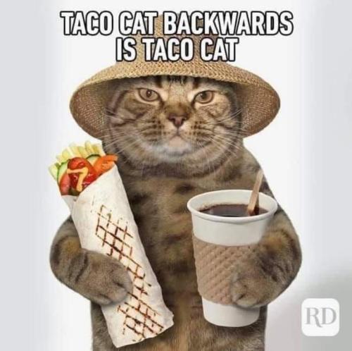 cat taco