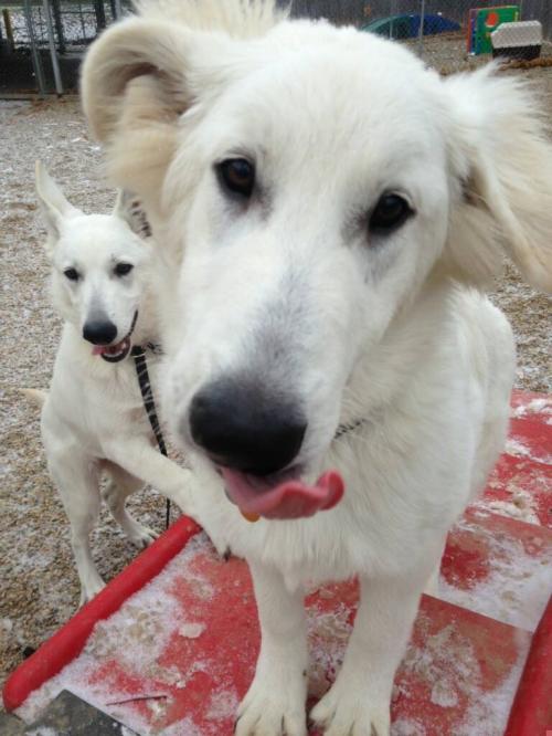 BnIDogzone201dec2014