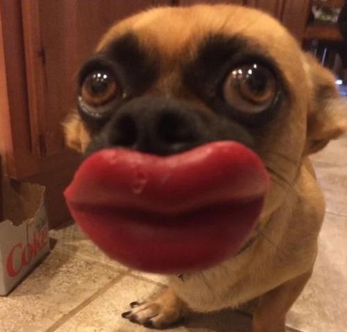 dog lips