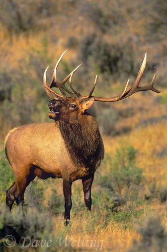a89e53d9285465024c07de645b5a21ab--elk-bugle-elk-pictures