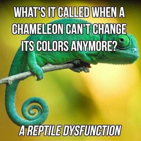 reptile f
