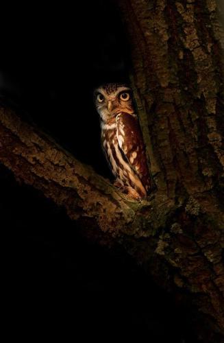 tumblr_mc7og0H2jV1rz1st5o1_540