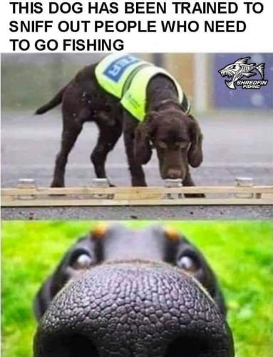 dog fish sniffer