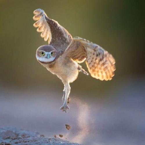 tumblr_py38mt1eHs1vvczb6o1_540