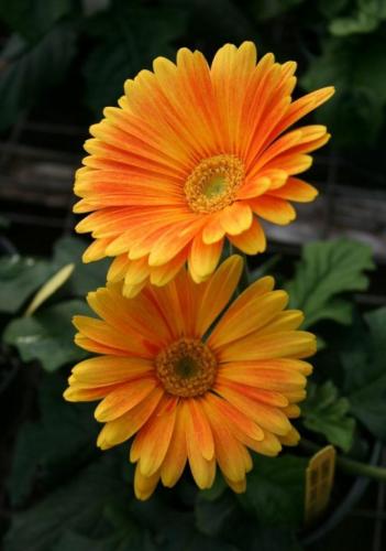 tumblr_deda1ffee943fb1ad20d87e485775fcc_18d811bf_540