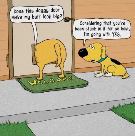 dogs19