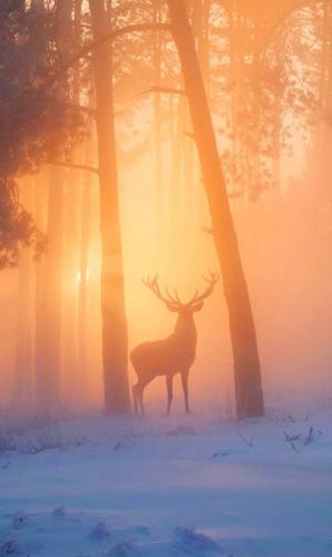 tumblr_fc5af9a953601b853a66095d839a53fb_55da52cb_640