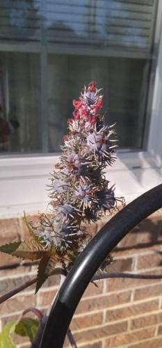 received_961705241050871