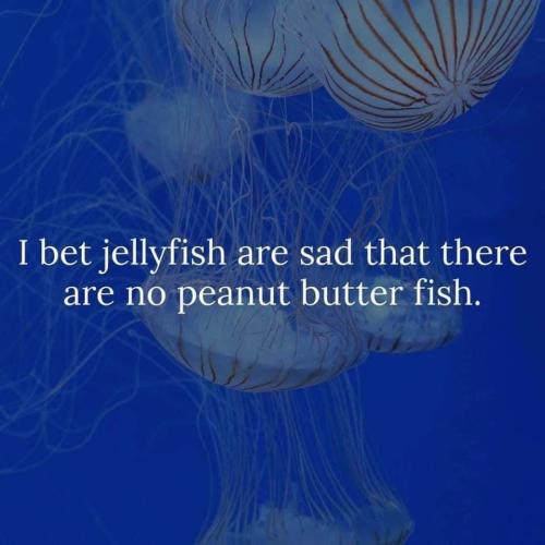 jelllyfish
