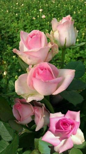 11:39:49 GMT-0500 (CDT)