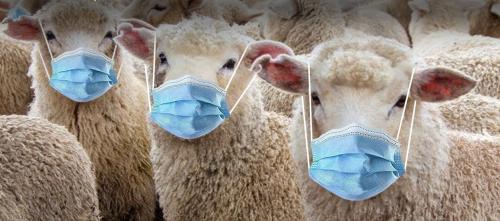 sheepwithmaskscoronavirus2