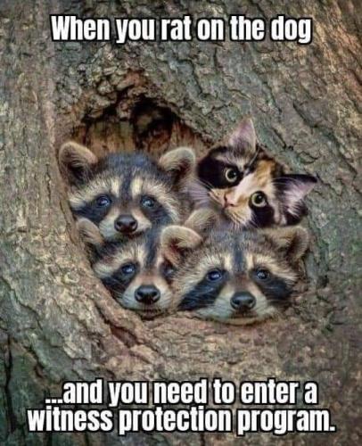 243186362_594738031775382_4008630649498704892_n