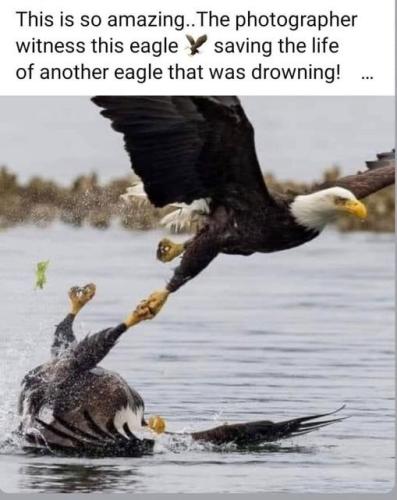 eagle saving